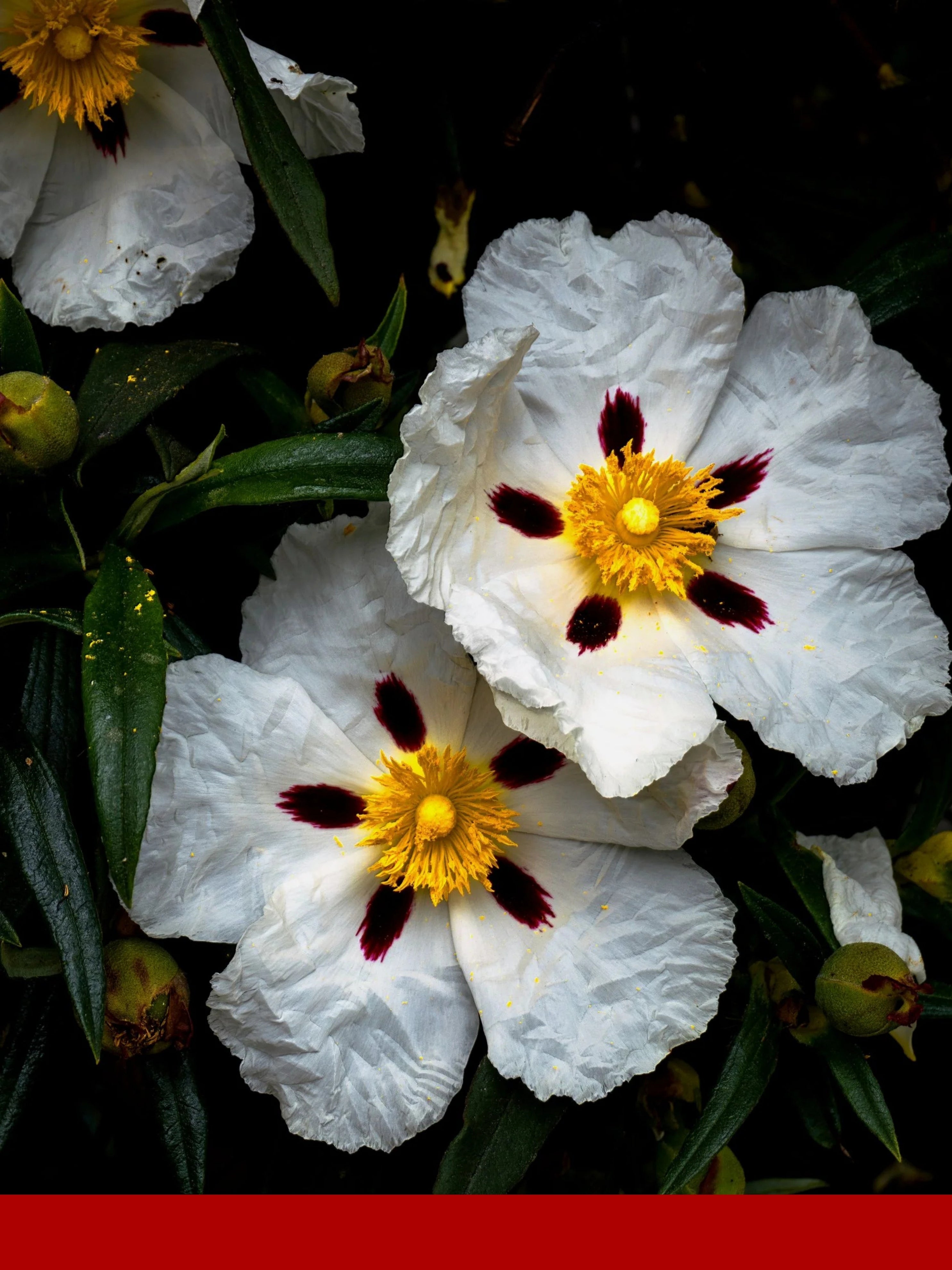 Labdanum Absolute %100