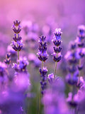 Ethyl Linalool (BASF)