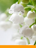 Lilyflore®