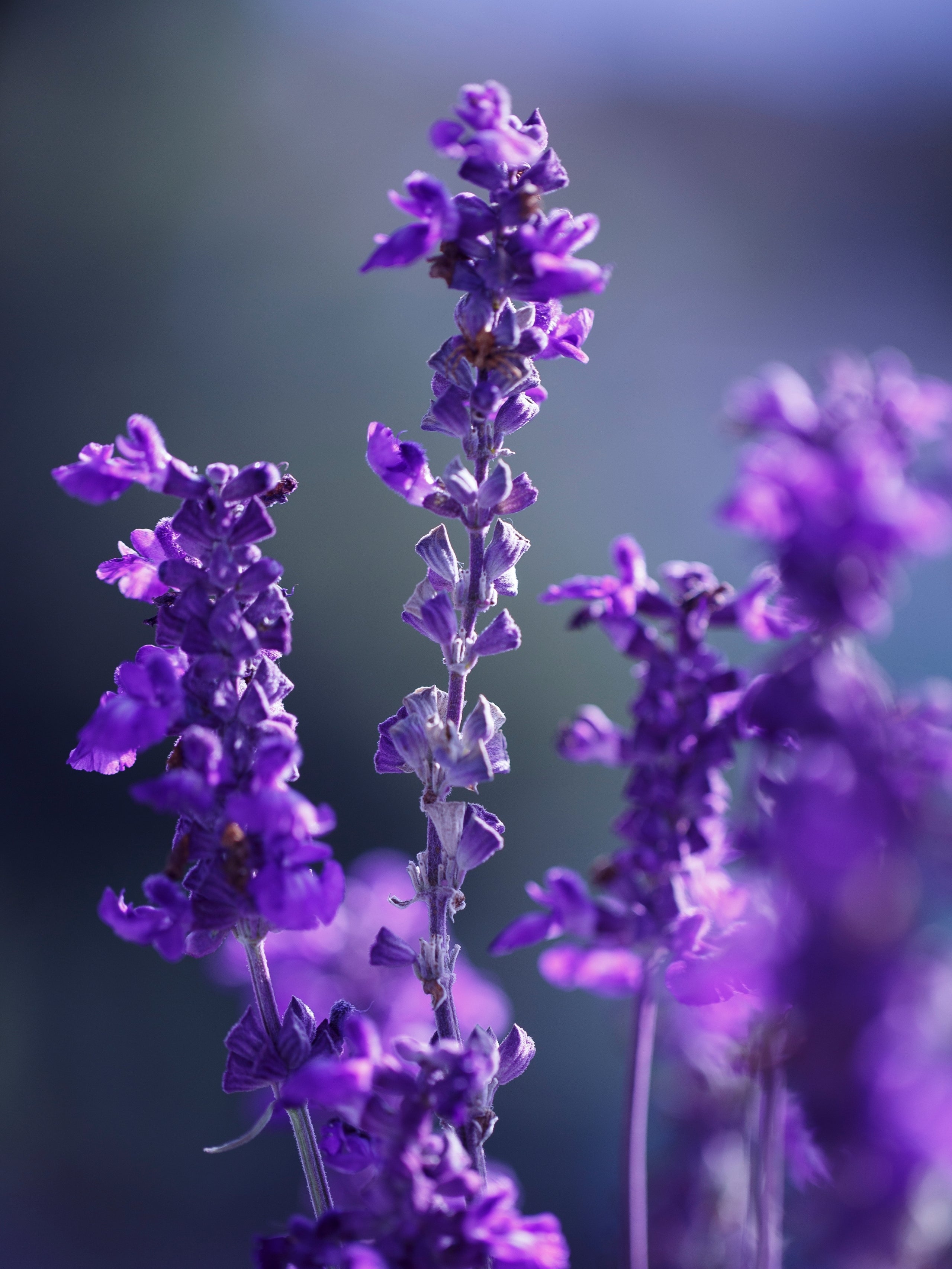 Linalool (BASF)