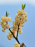 Litsea Cubeba Oil
