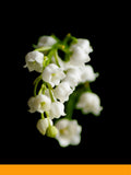 Lyral® IFF