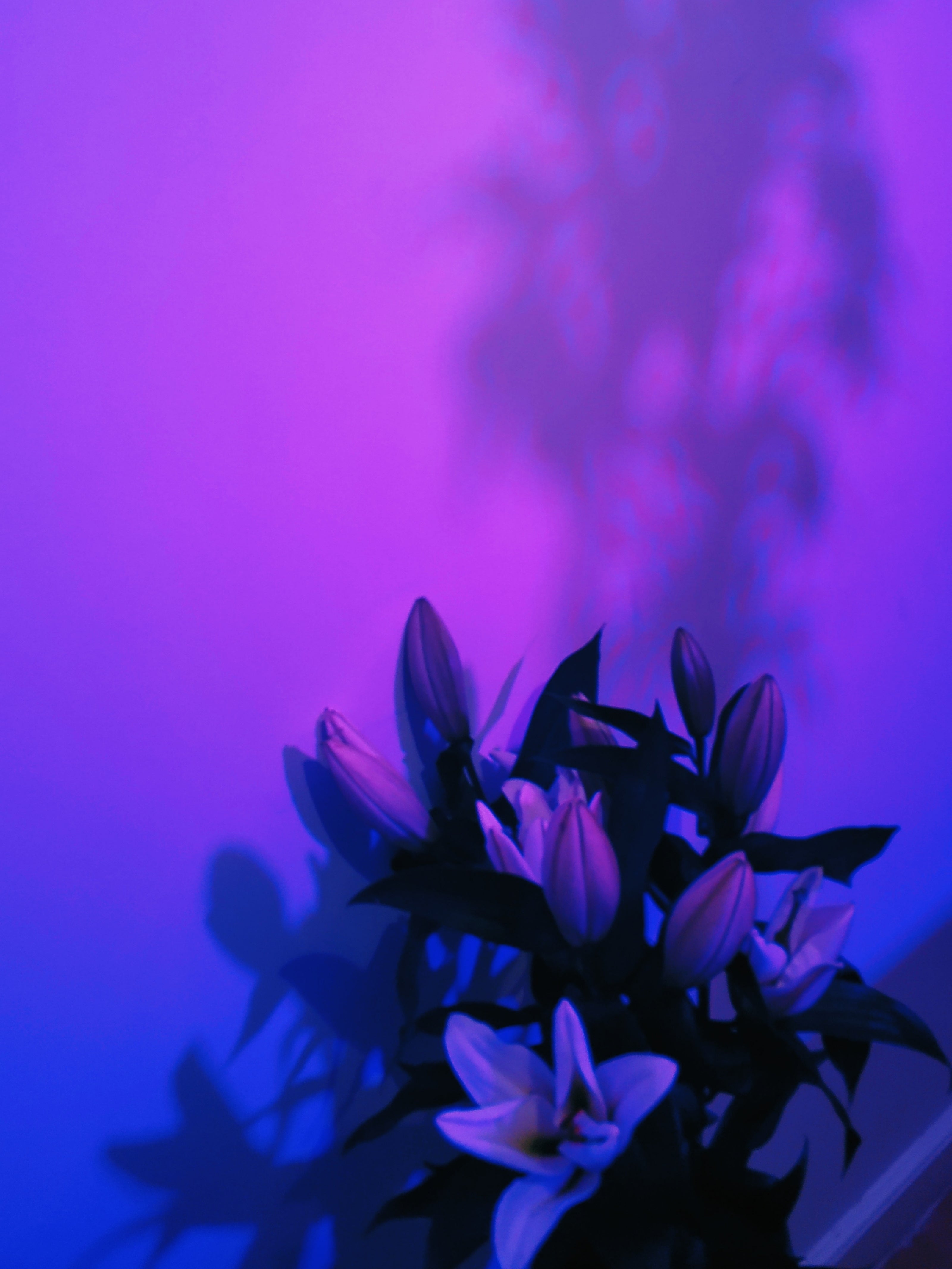 Violet Leaf Absolute (Menekşe Absolute)