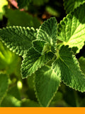 Nane Yağı %100 (Peppermint Oil)