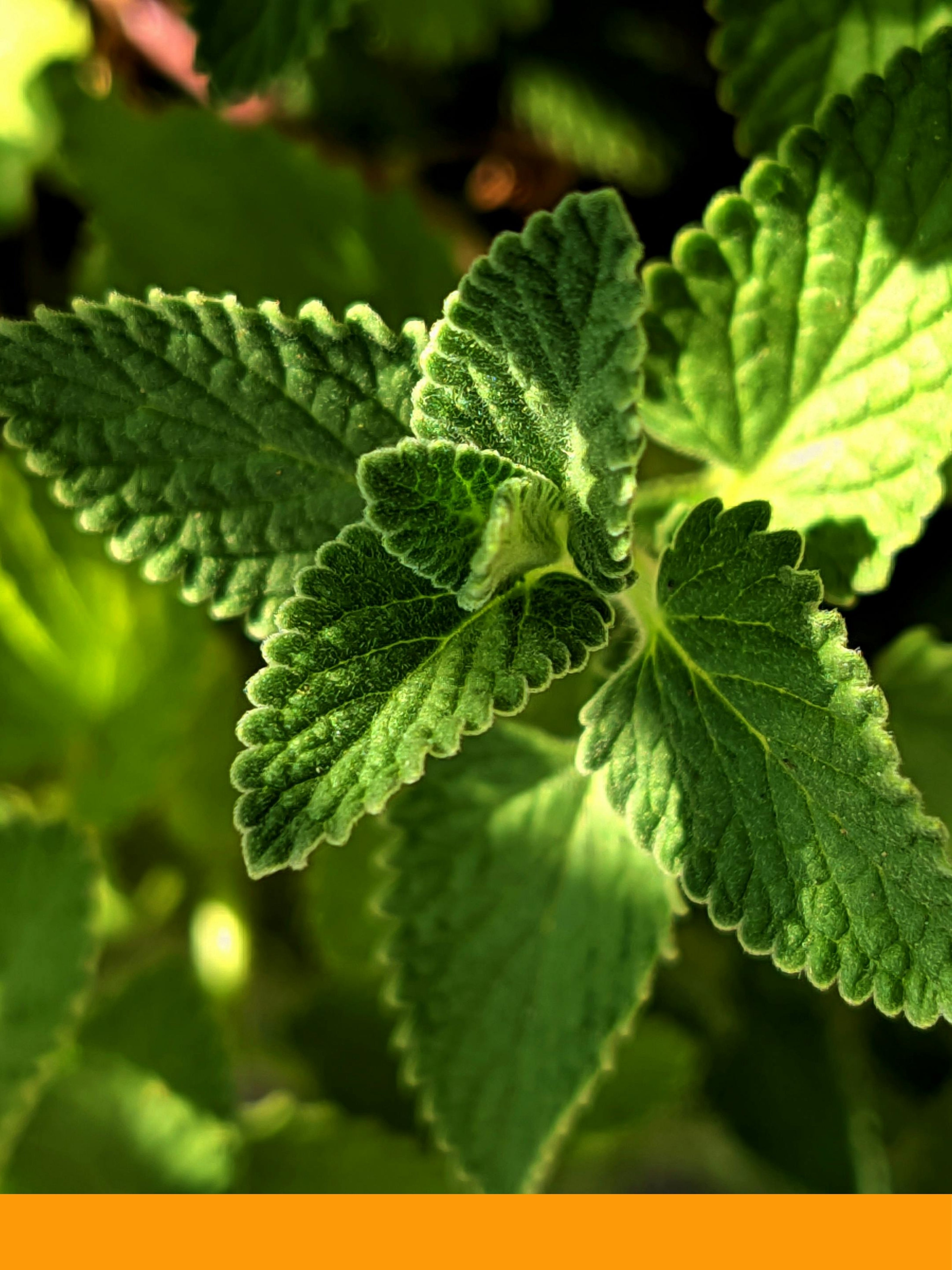 Nane Yağı %100 (Peppermint Oil)