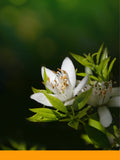 Neroli Yağı %100 Saf