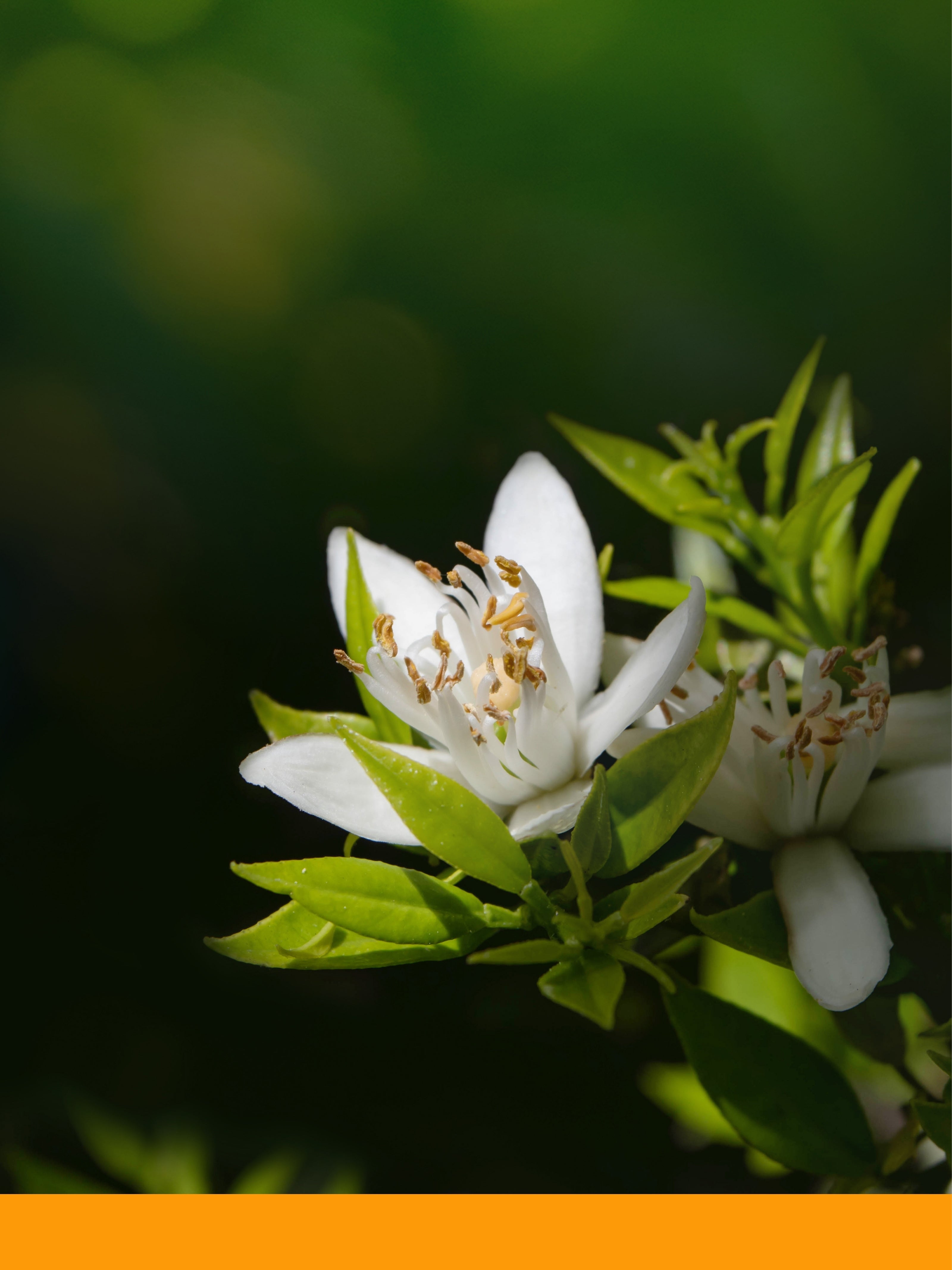 Neroli Yağı %100 Saf