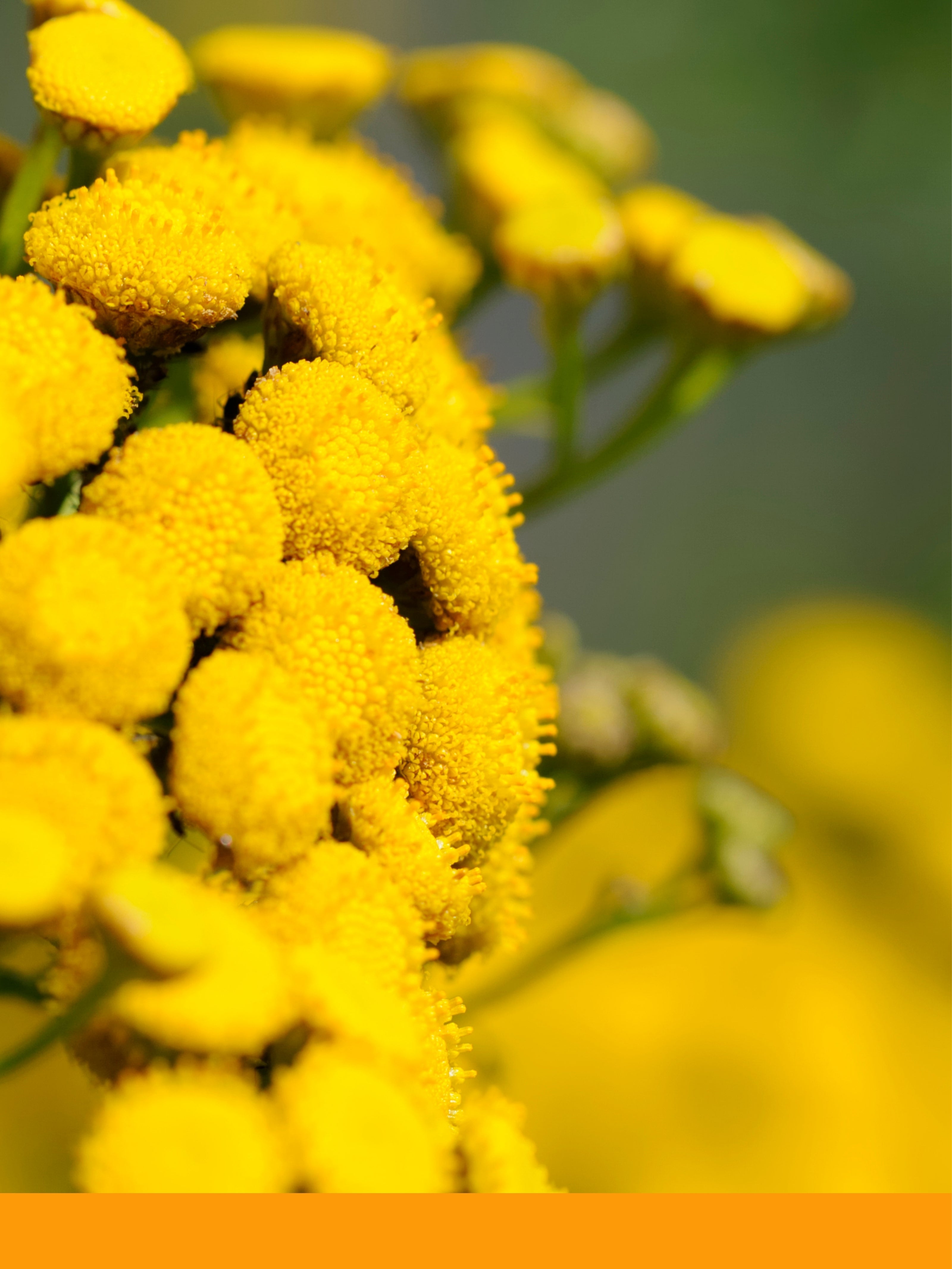 Ölmez Çiçek Yağı (Immortelle Oil)
