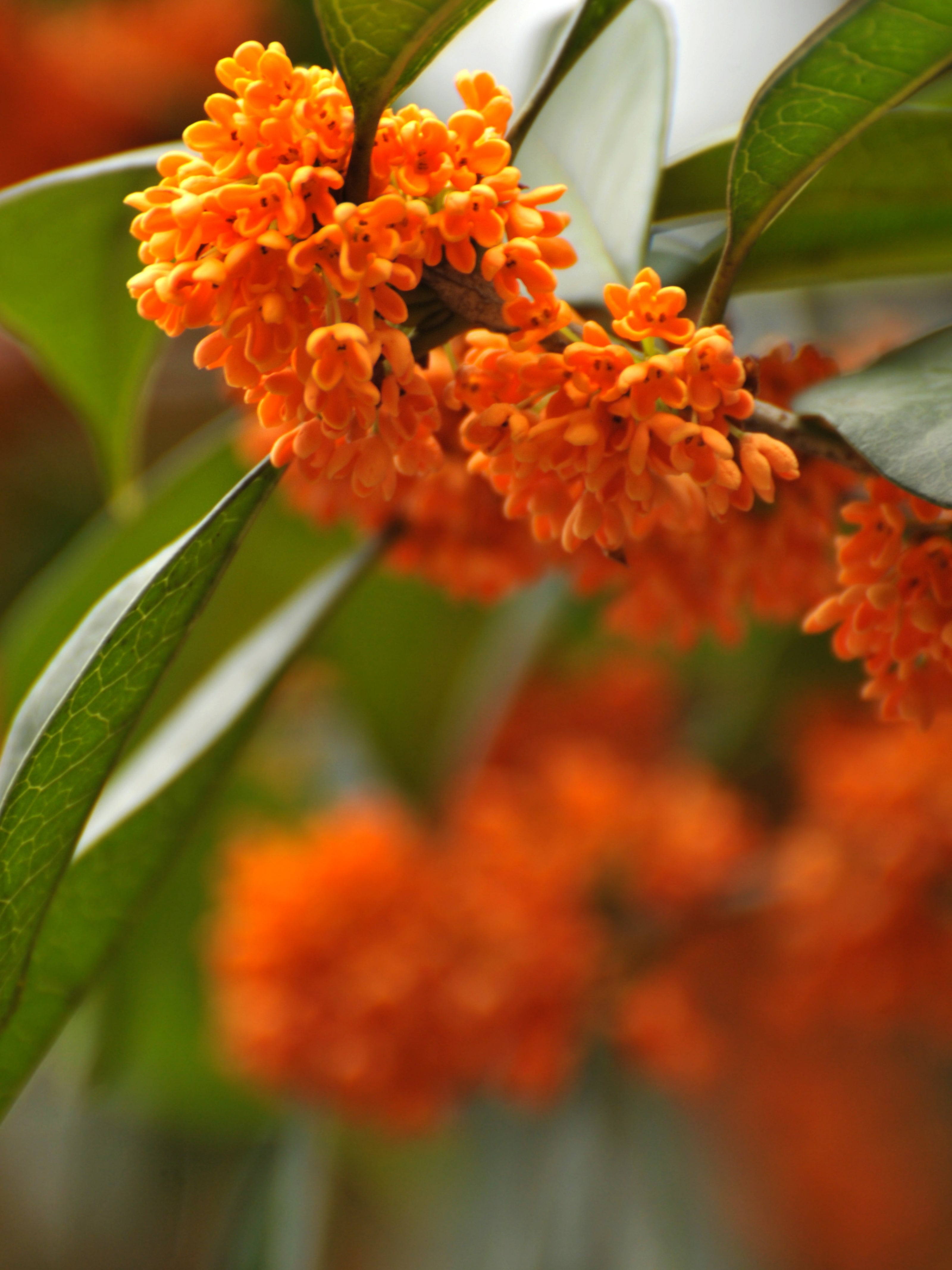 Fleur de Cuir (Payan Bertnard)