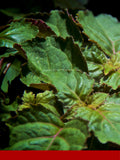 Patchouli Oil MD %65 Patchoulol (Patchouli Heart)
