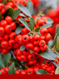 Pink Pepper CO2 (Pembe Biber Ekstresi)