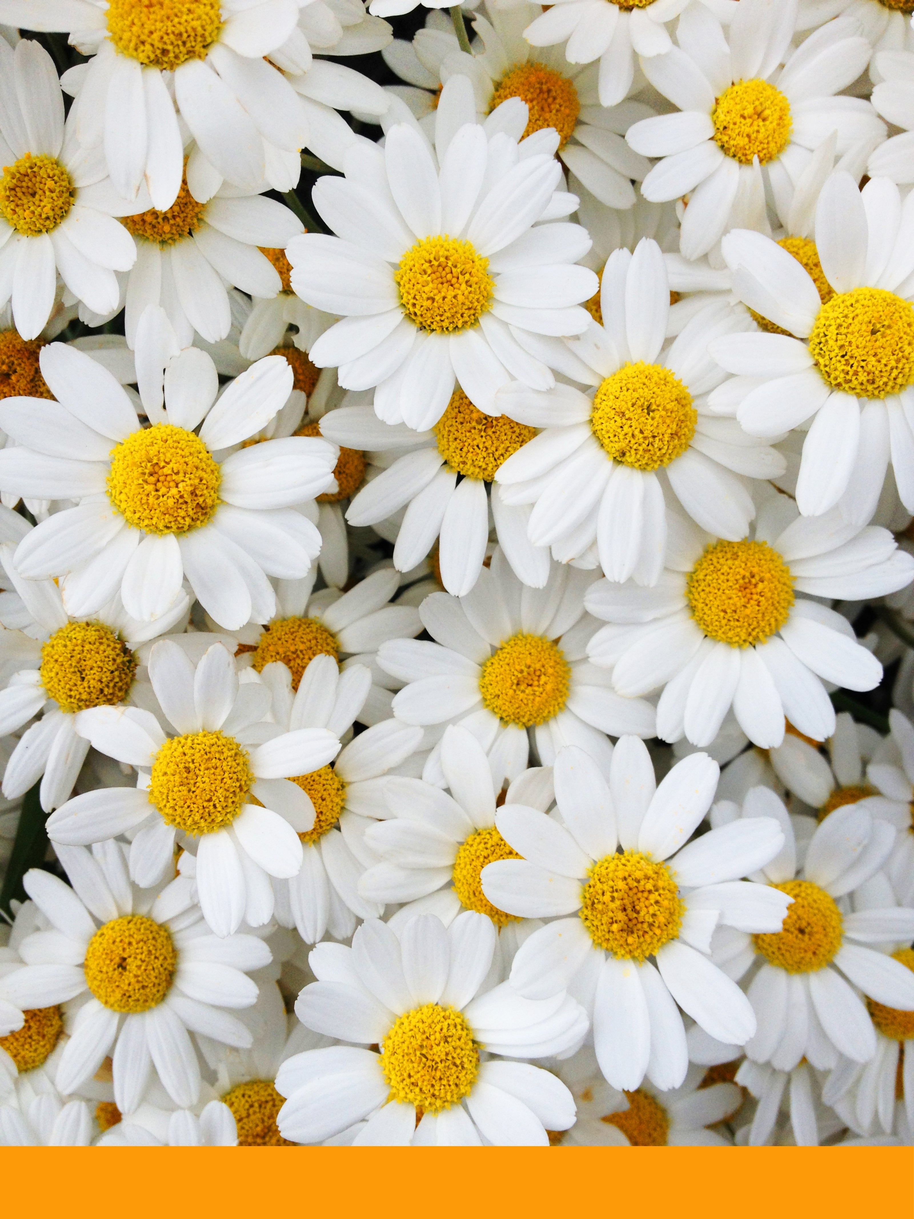Roman Papatya Yağı (Roman Chamomile Oil)