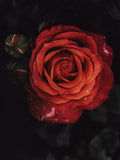 Rose Crystal