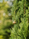 Cypress Oil 100%