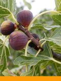Stemone