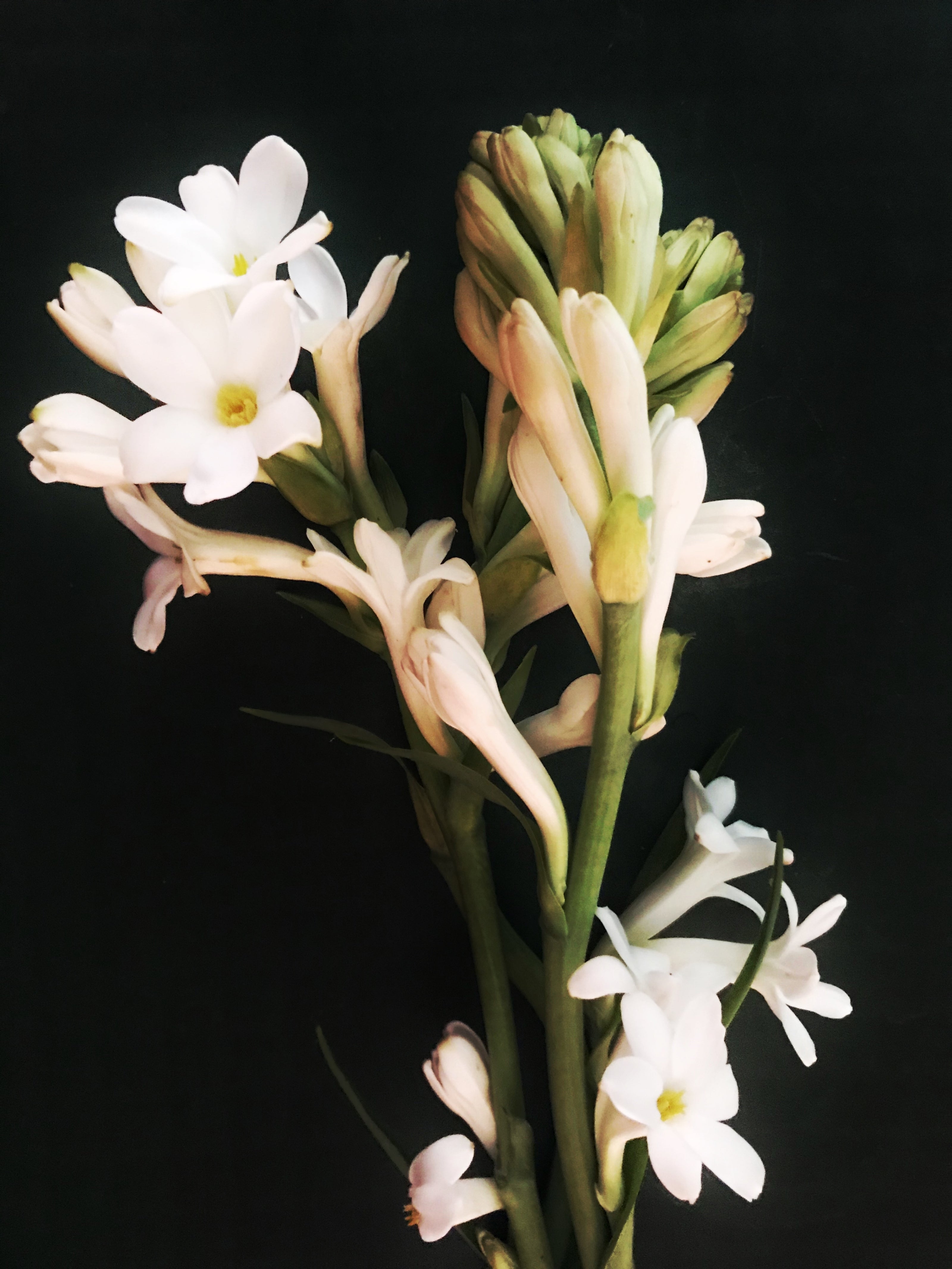 Tuberose Absolute (Sümbülteber)