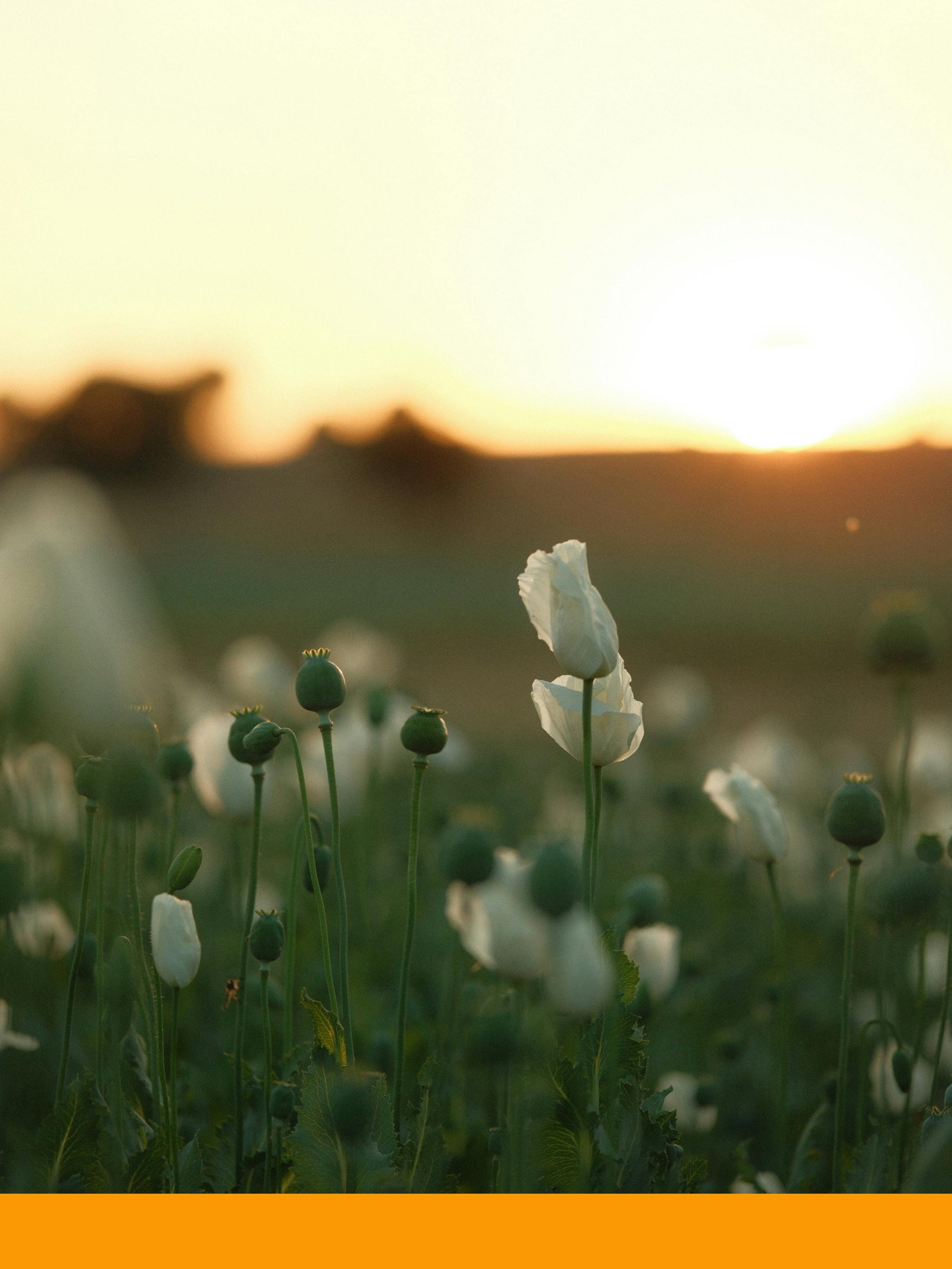 Cis-3 Hexenyl Benzoate