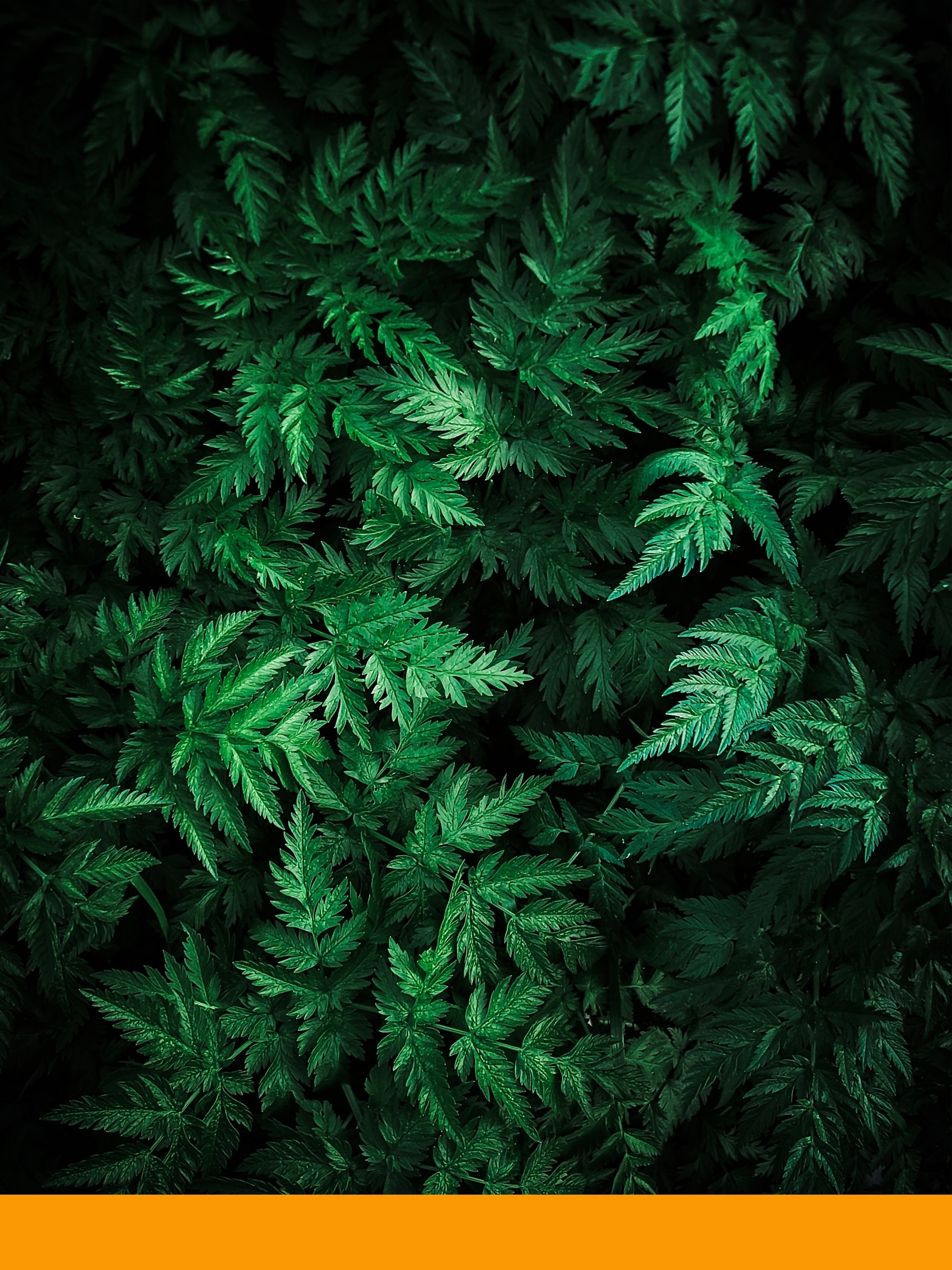 Cis-3 Hexenyl Salicylate