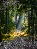 Clearwood (Firmenich)