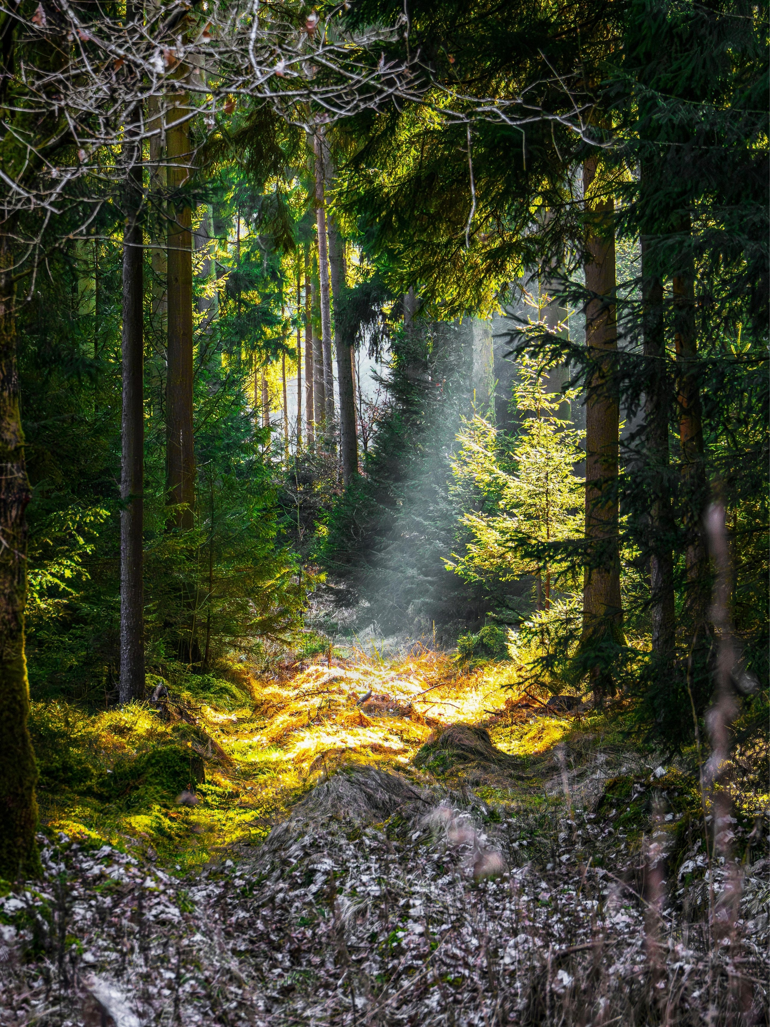 Clearwood (Firmenich)