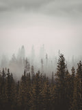 Coniferan (IFF)