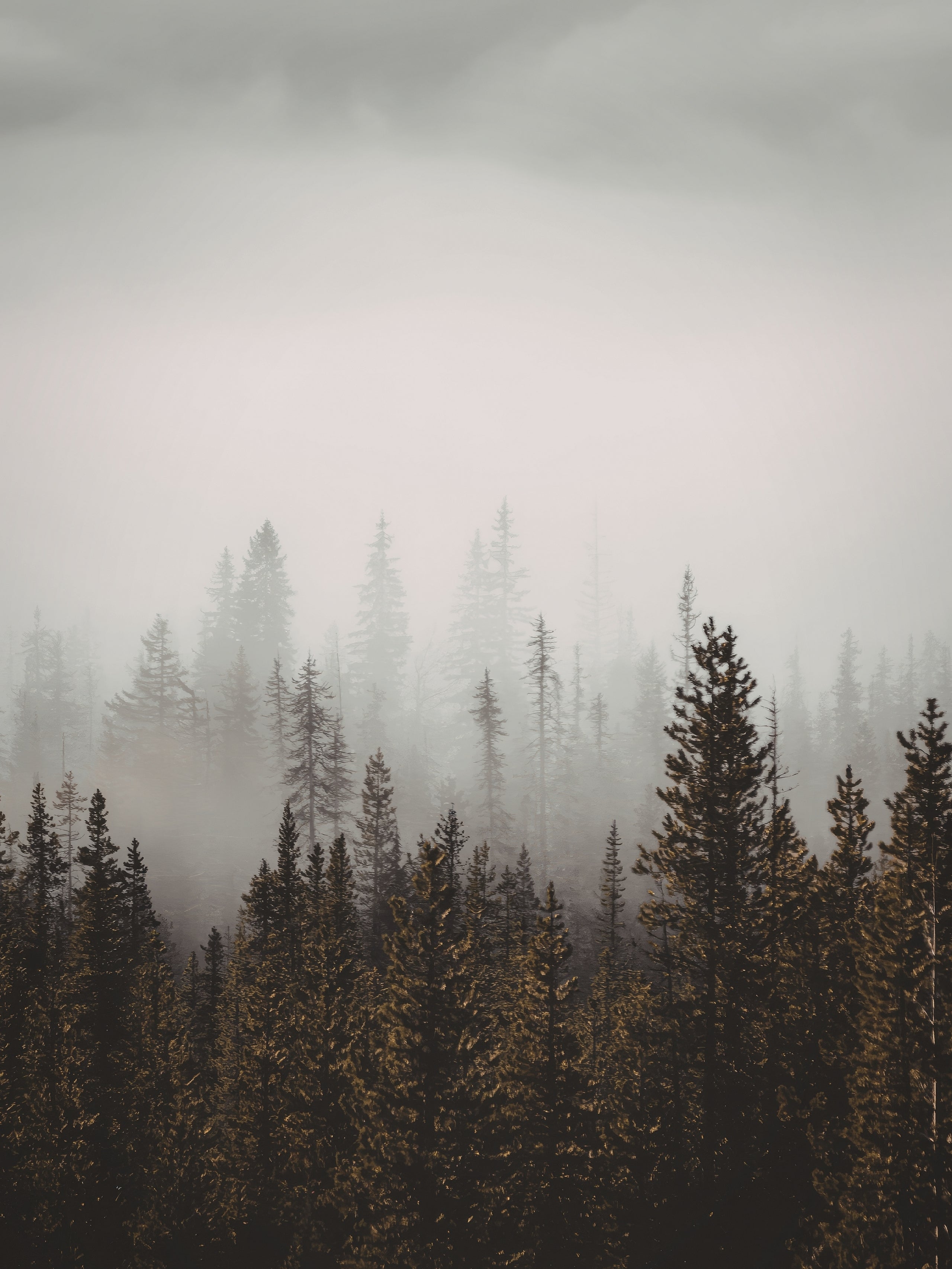 Coniferan (IFF)
