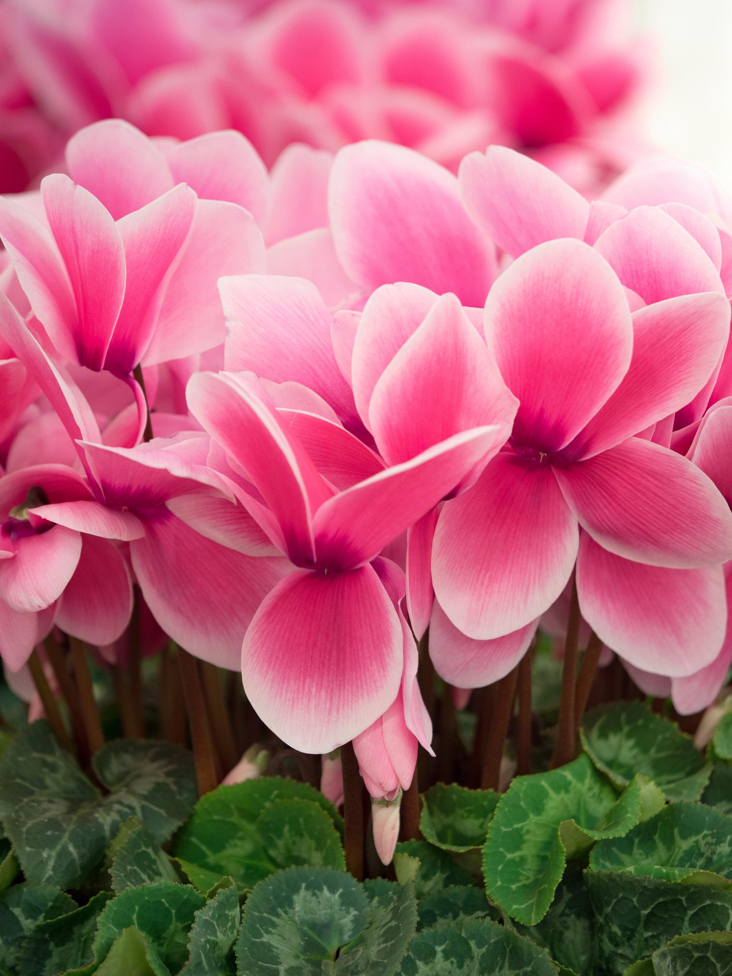 Cyclamen Aldehyde