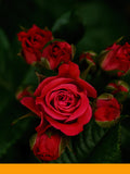 Damascenone