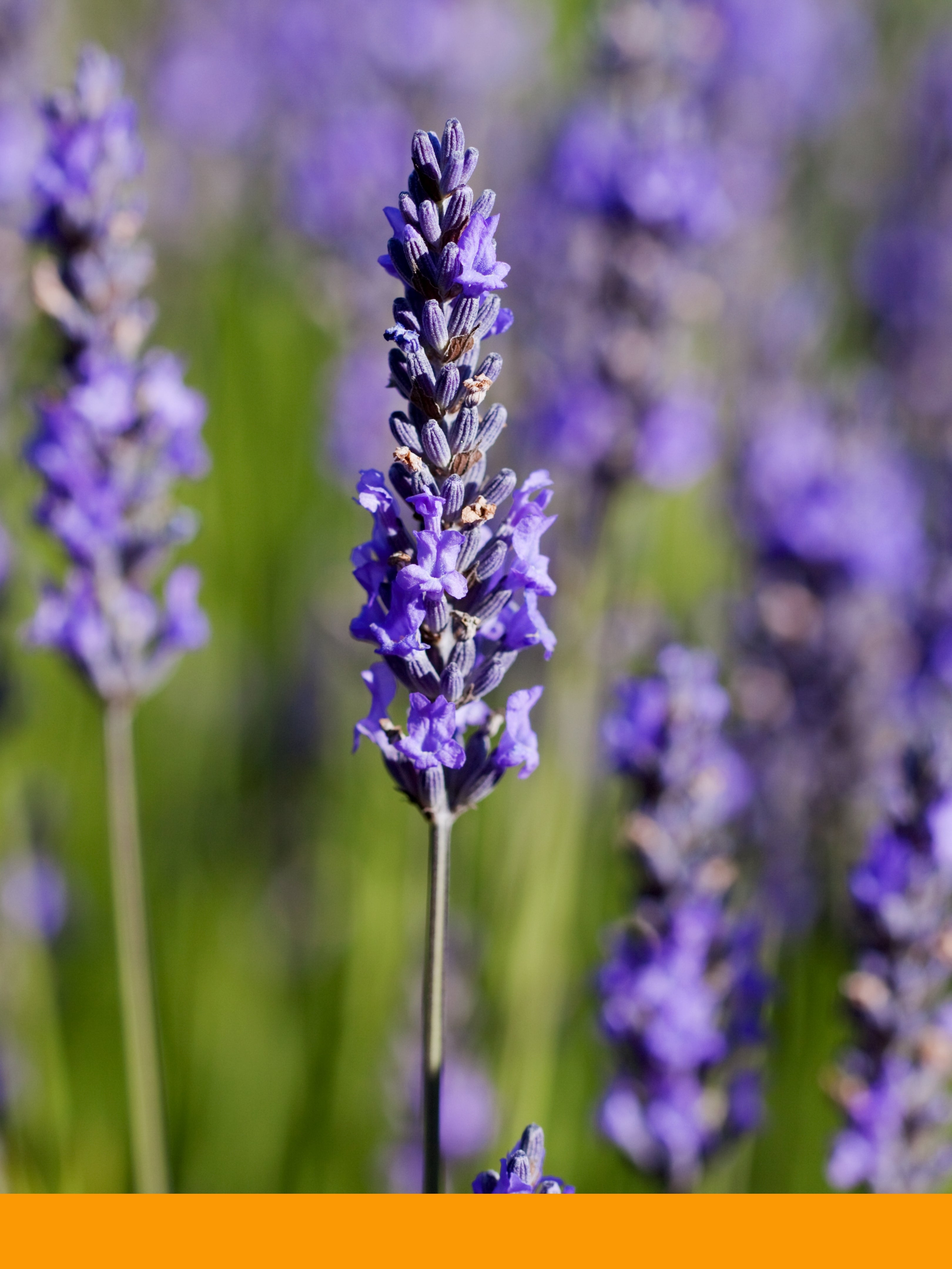 Ethyl Linalool (BASF)