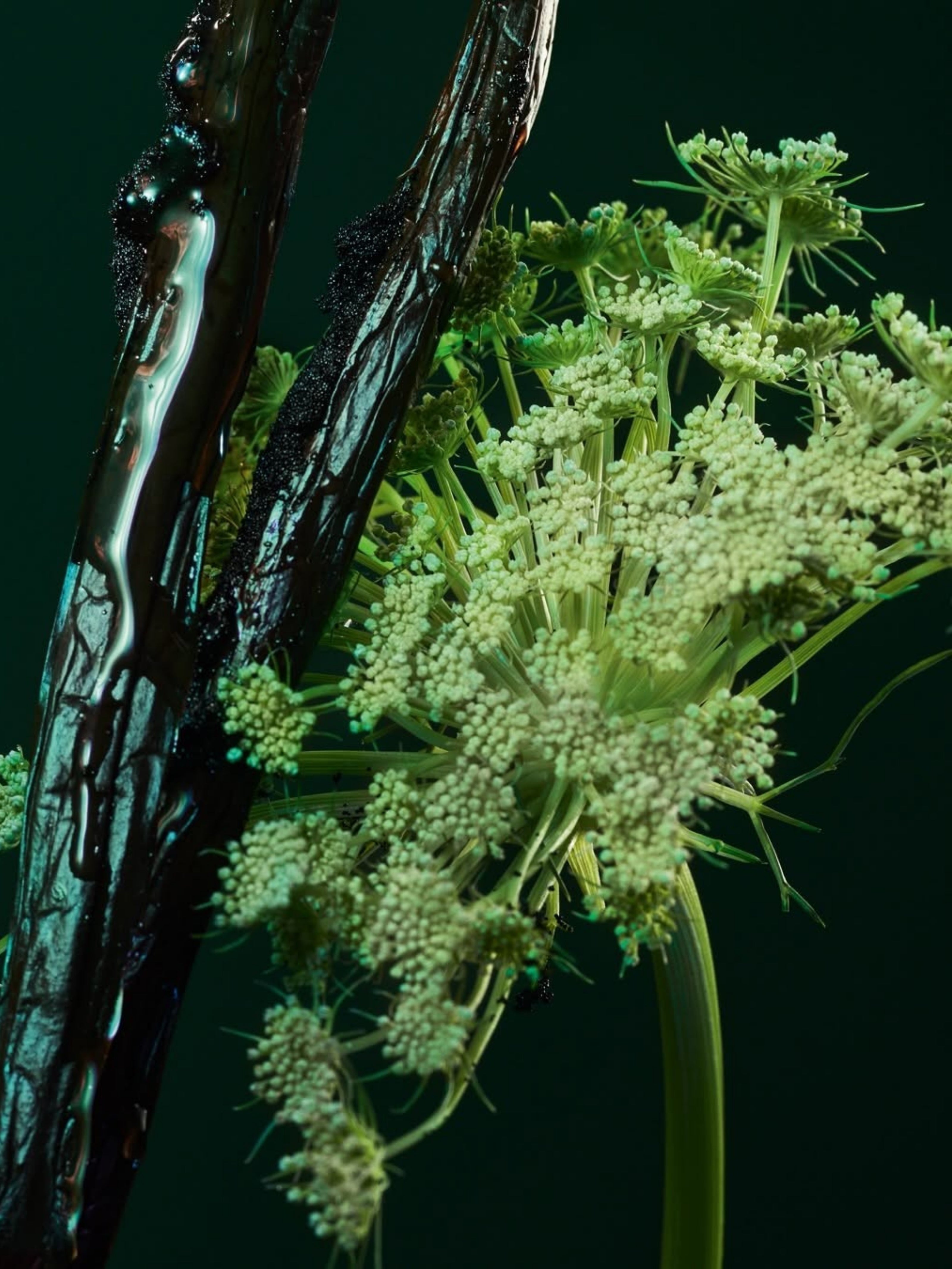 Galbanum Yağı