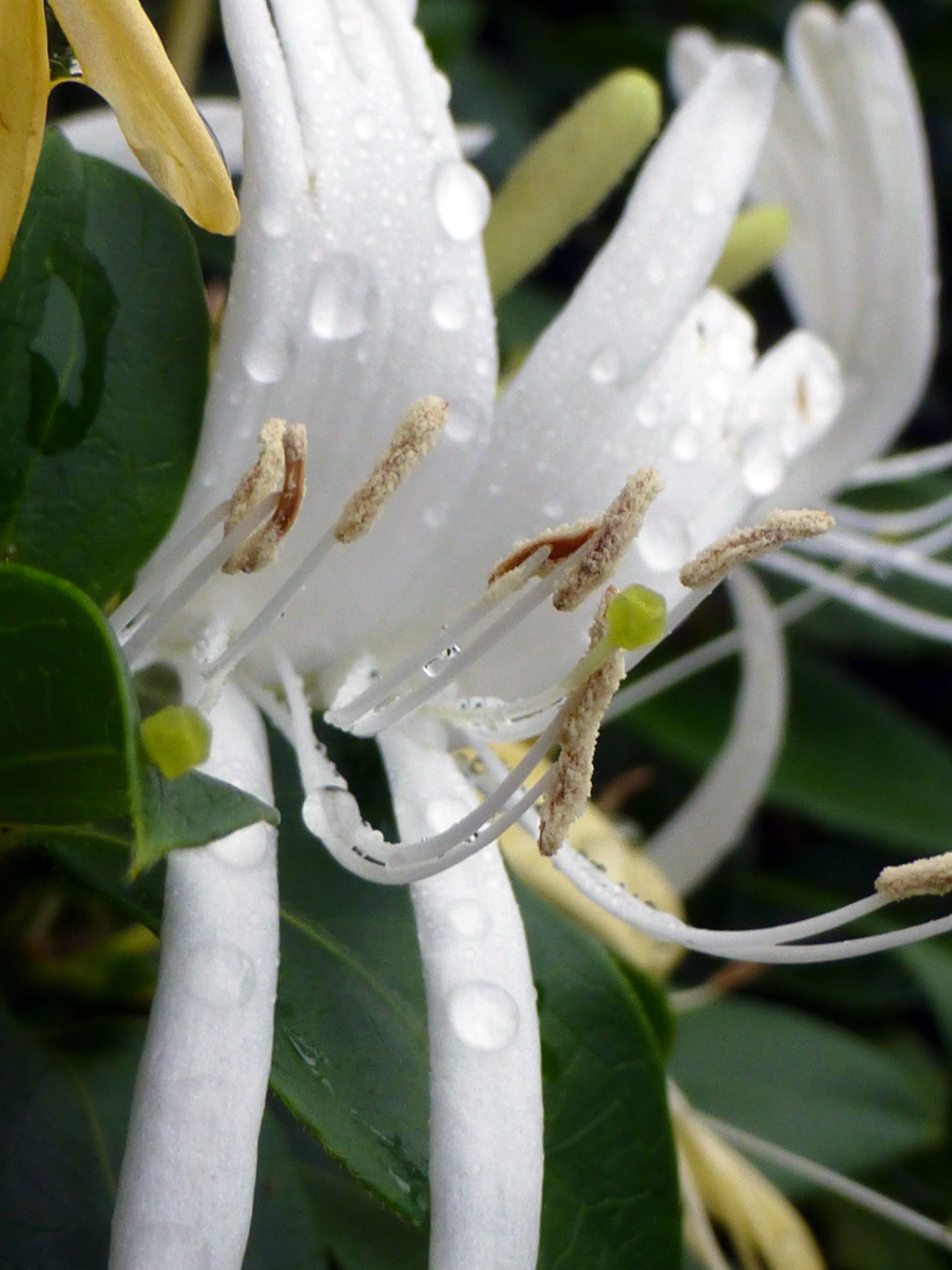 Honeysuckle (Hanımeli)