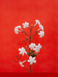 Hedione (Firmenich)
