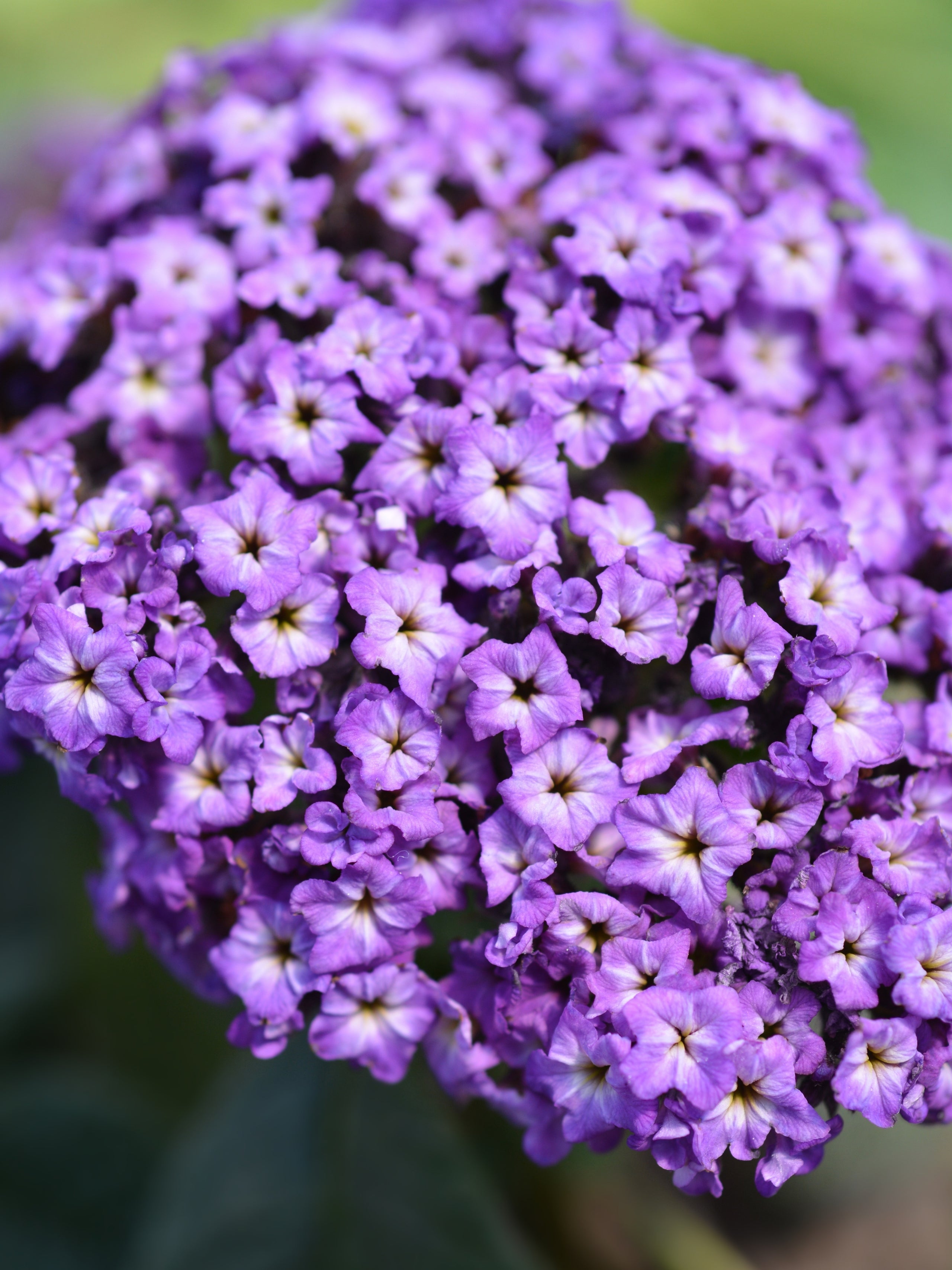 Heliotropine Substitute
