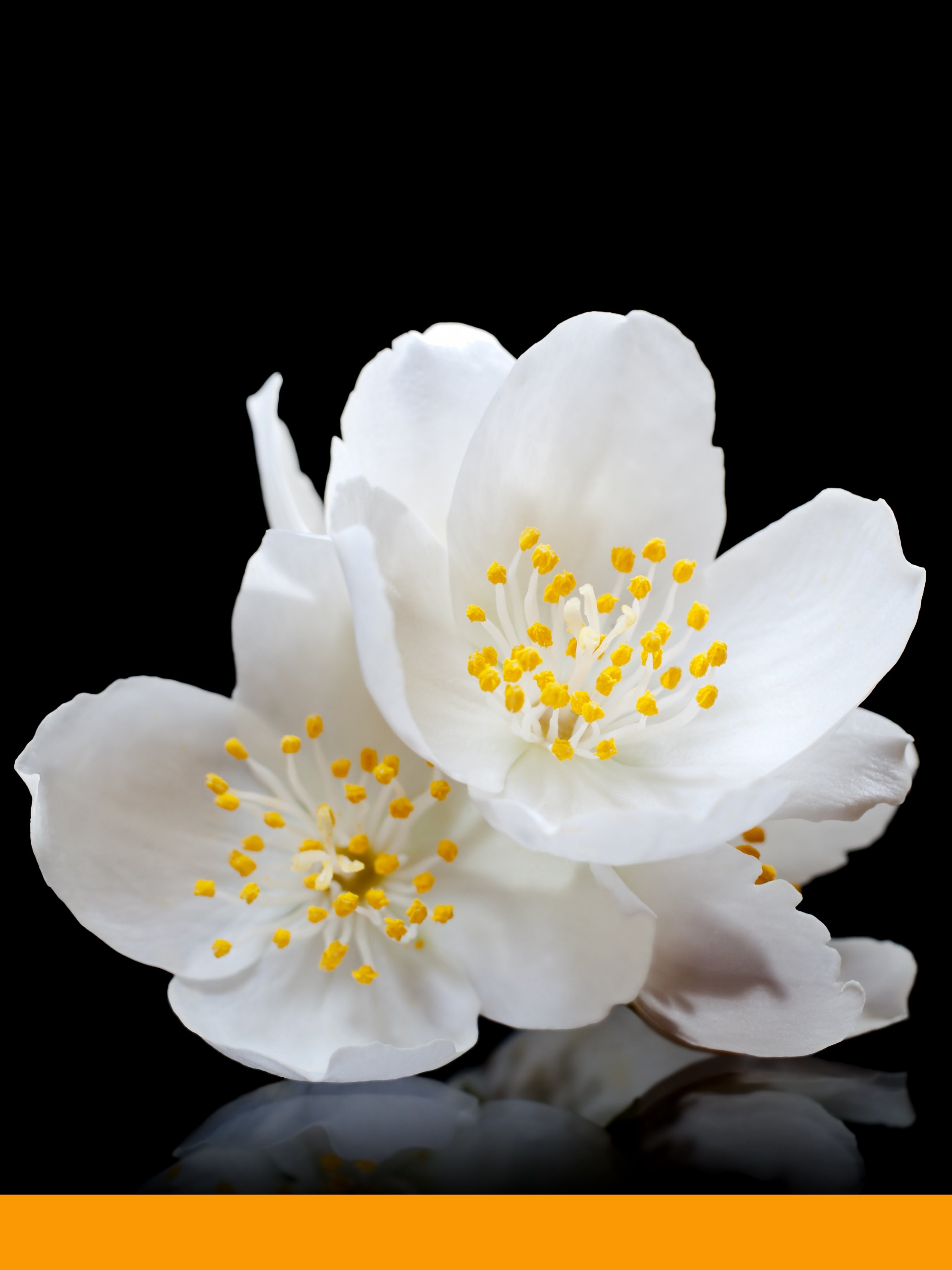 Alpha Amyl Cinnamic Aldehyde (Jasmanol)