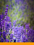 Linalool (BASF)