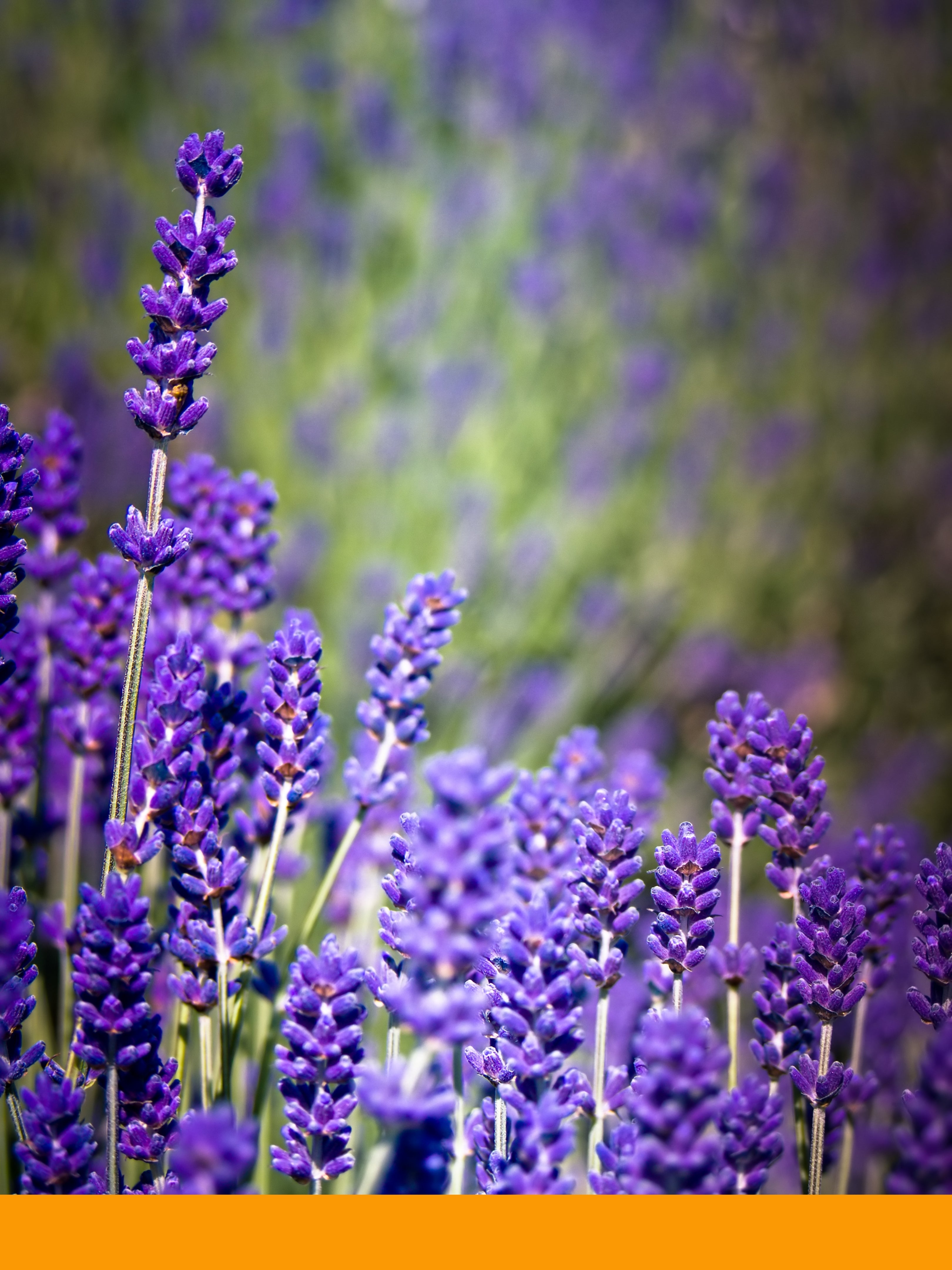 Linalool (BASF)