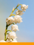 Mayol (Fir)