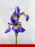 Orris Givco® 204/2/20 (Givaudan)