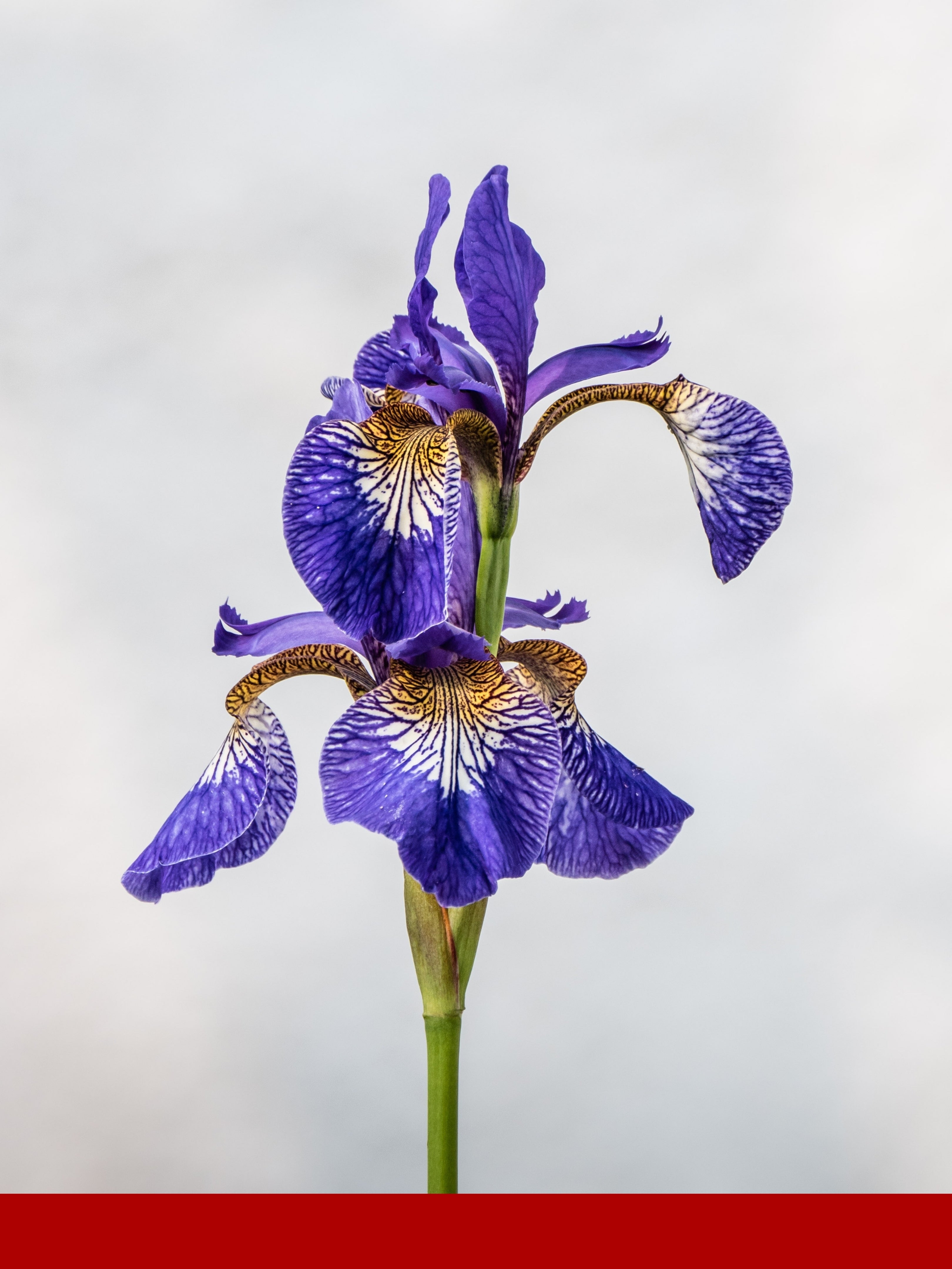 Orris Givco® 204/2/20 (Giv)