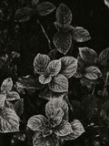 Paçuli Yağı (Dark)