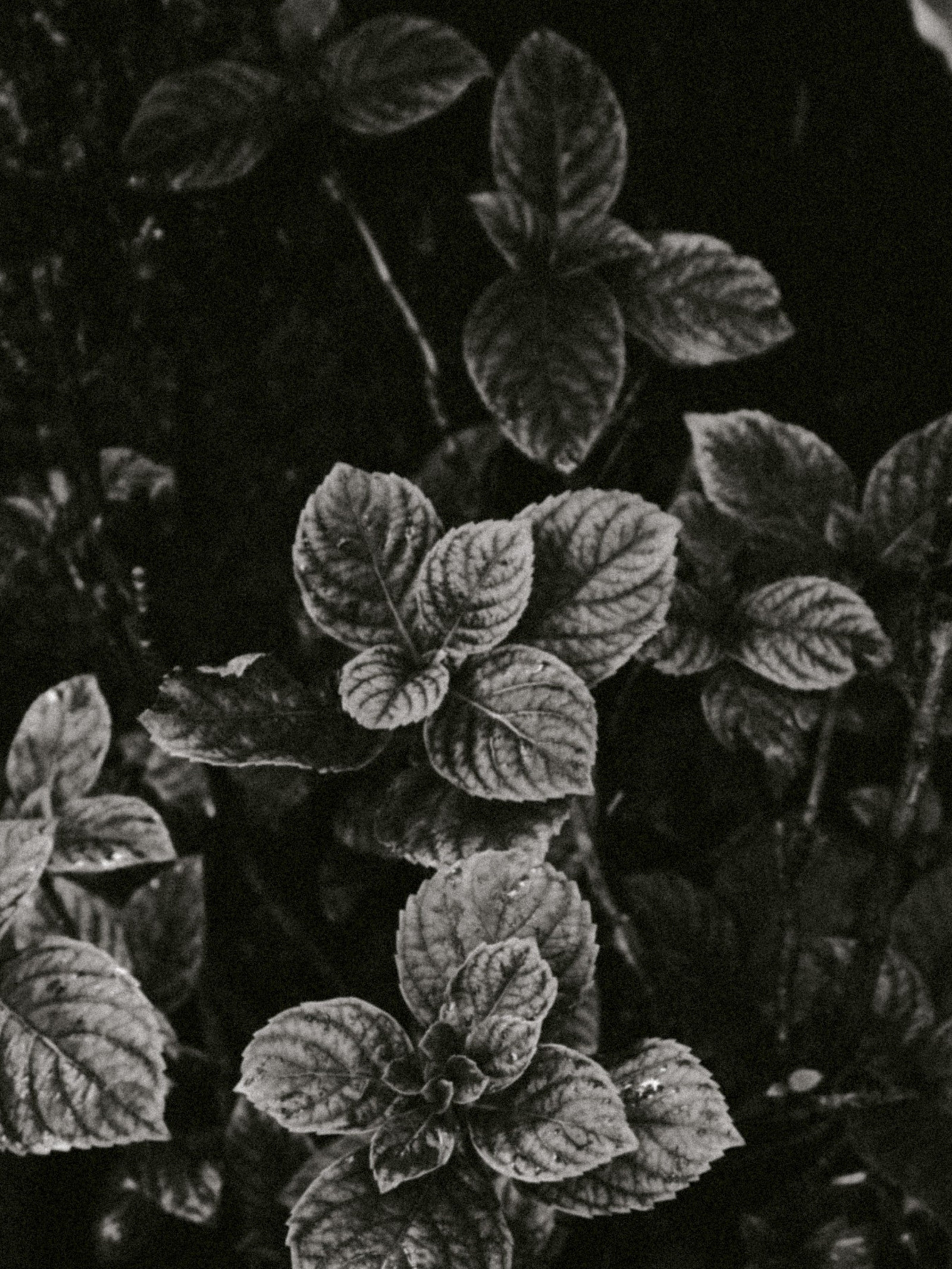 Paçuli Yağı (Dark)