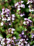 Red Thyme Oil (Kırmızı Kekik Yağı)