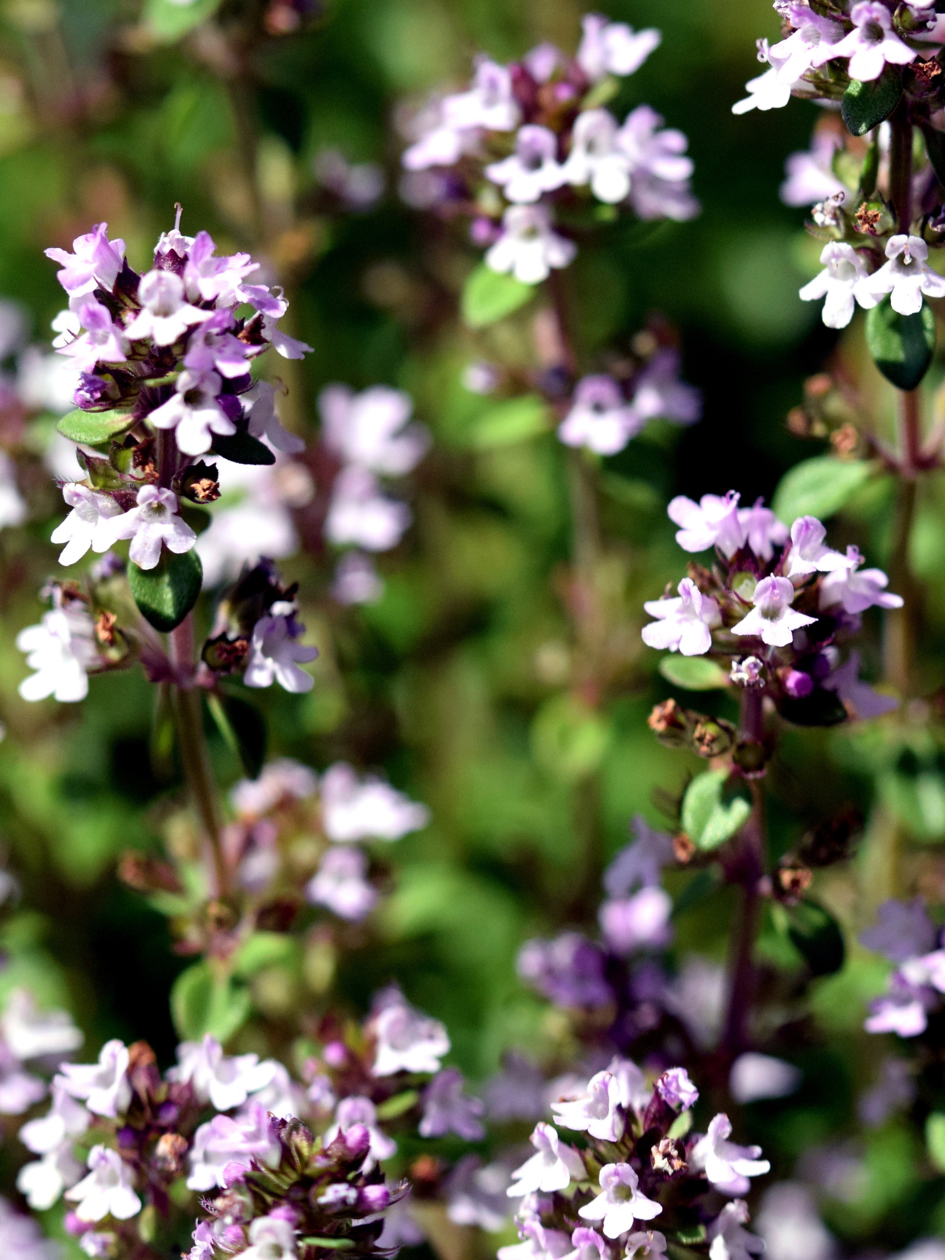 Red Thyme Oil (Kırmızı Kekik Yağı)