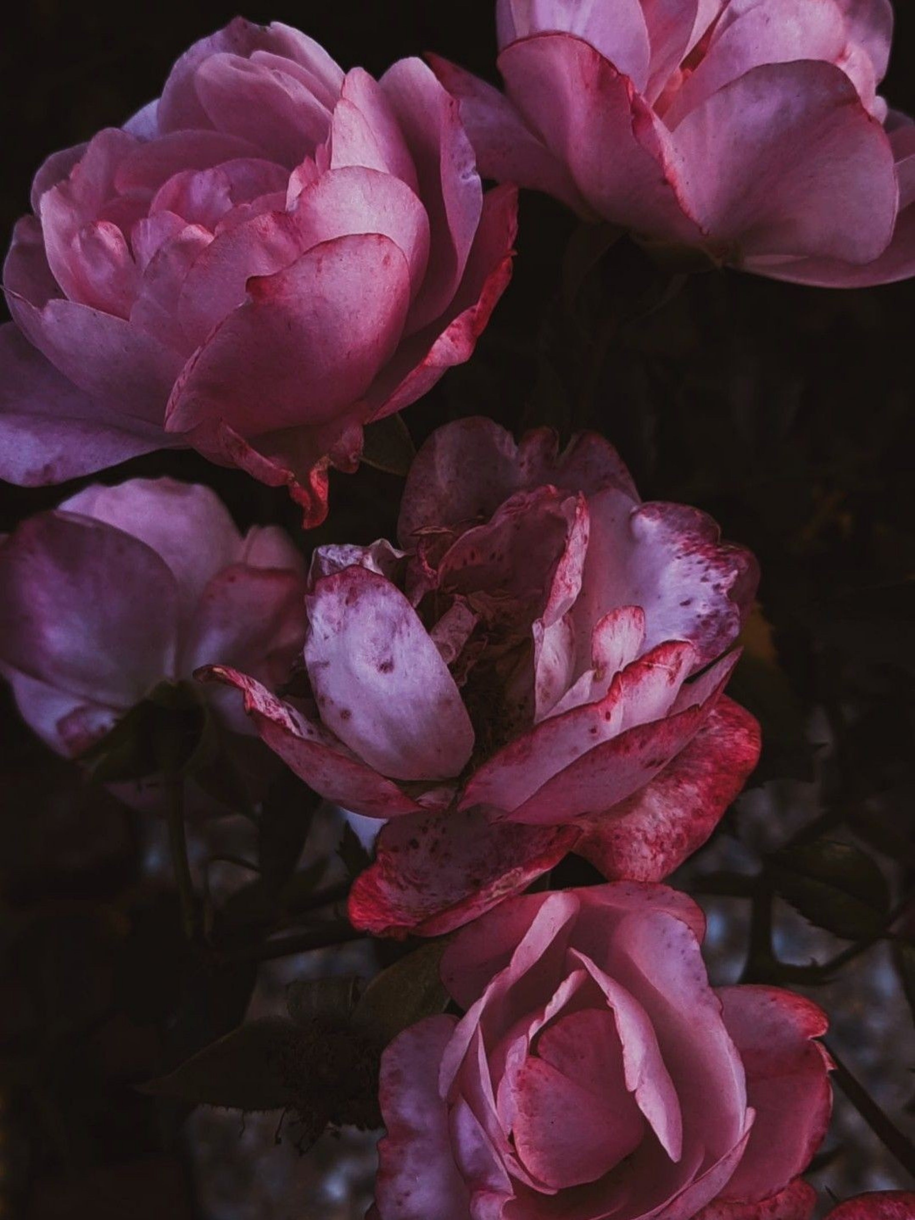 Rose Absolute