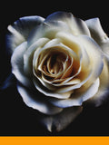 Rose Oxide