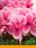 Cyclamen Aldehyde